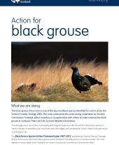 Action for Black Grouse